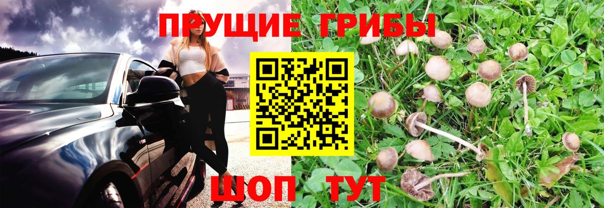 Галлюциногенные грибы прущие грибы  Галлюциногенные грибы Psilocybe  Ноябрьск 